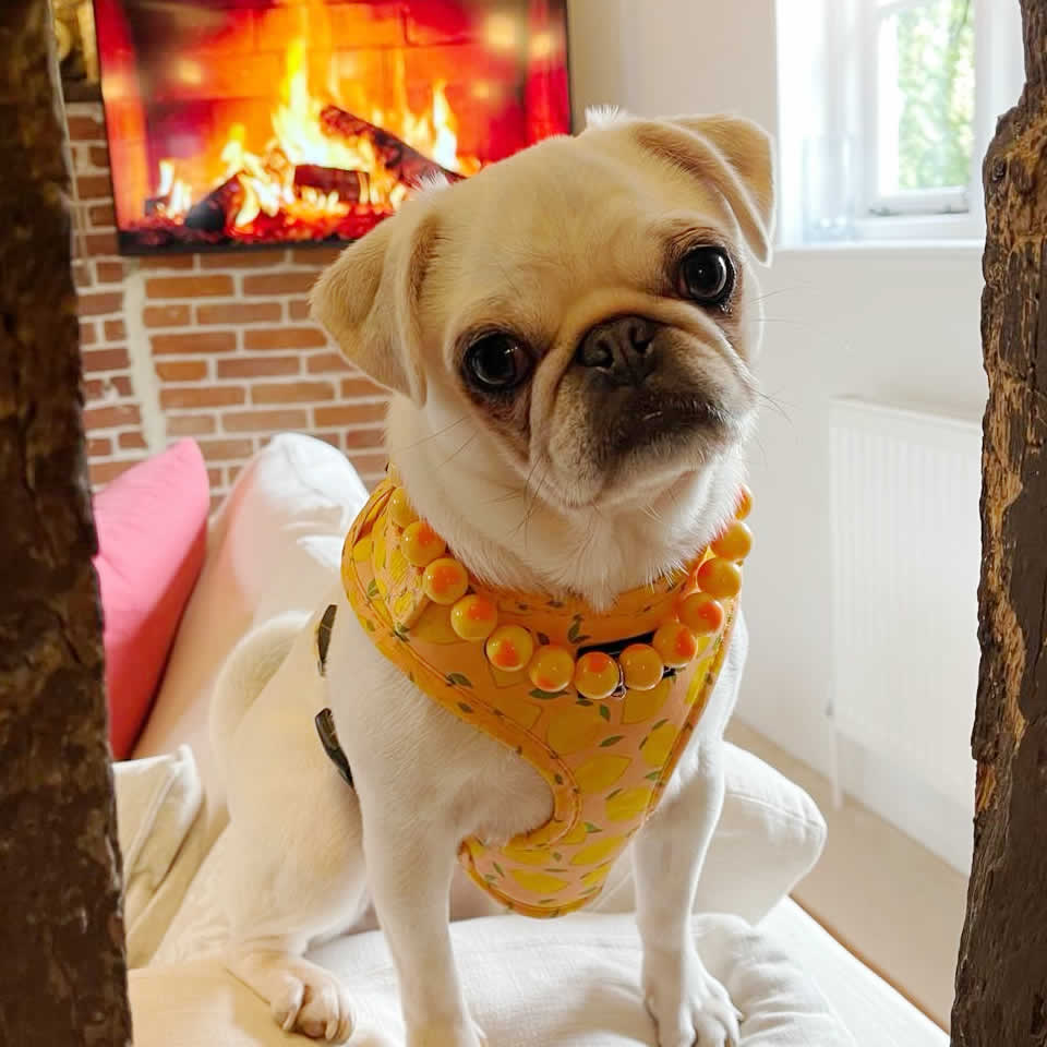 Dog friendly last minute breaks Suffolk