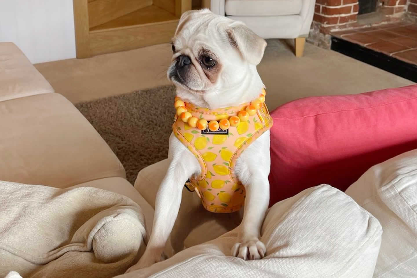 Reactive dogs welcome